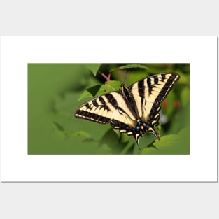 Beautiful Western Tiger Swallowtail Butterfly in the Backyard Posters and Art